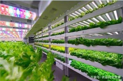 植物工廠 盈利困境與消費(fèi)趨勢(shì)下的未來曙光